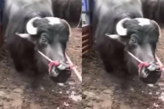 Haru, Gan! Viral, Sapi Berlutut dan Nangis Memohon Agar Tak Disembelih