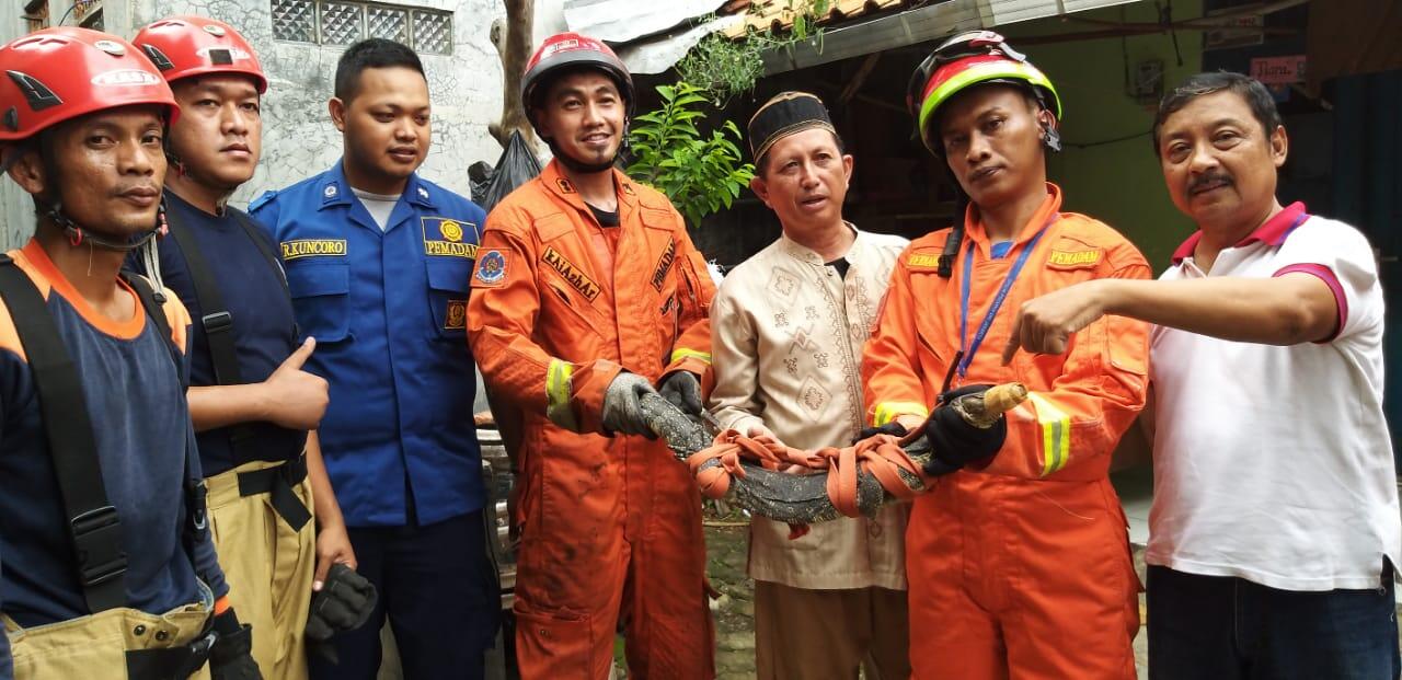 Tim Damkar Pasar Rebo Berhasil Eksekusi Biawak Raksasa Diatap Rumah Warga