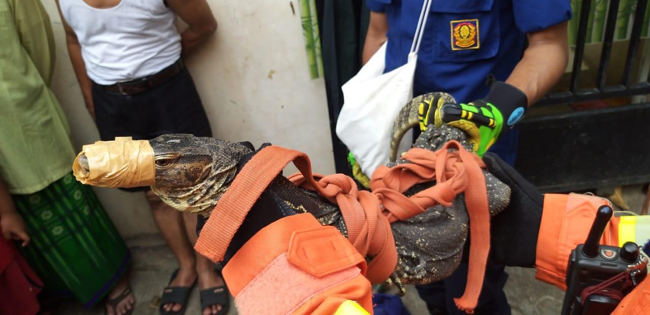 Tim Damkar Pasar Rebo Berhasil Eksekusi Biawak Raksasa Diatap Rumah Warga
