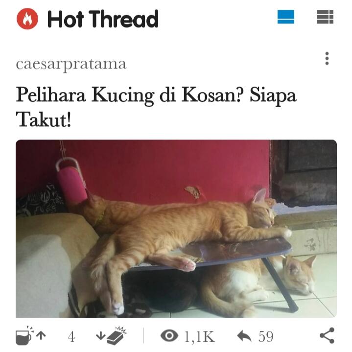 JANGAN Pelihara Kucing, BAHAYA!