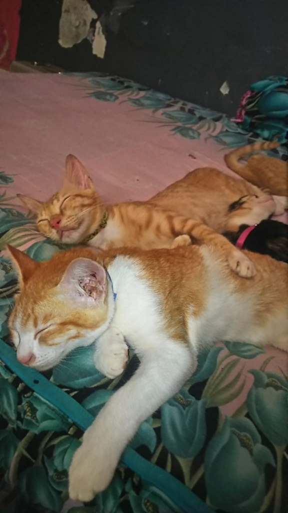 JANGAN Pelihara Kucing, BAHAYA!