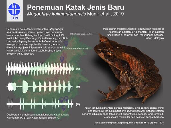 Simak 5 Fakta Katak Bertanduk Kalimantan yang Ditemukan Tahun Lalu