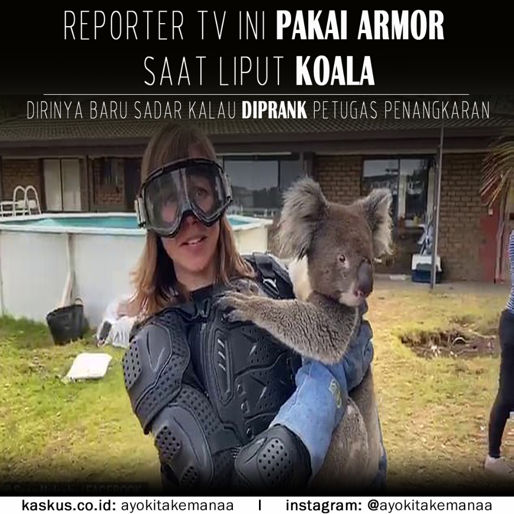 Reporter Ini Liput Koala Dengan Armor Lengkap, Dirinya Baru Sadar Kalau Diprank
