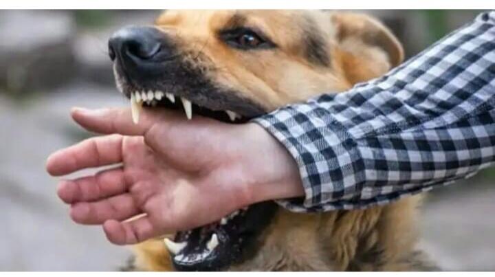 Punya Anjing Galak? dijaga! Jangan Sampai Membuat Celaka Seperti Pada Video Ini