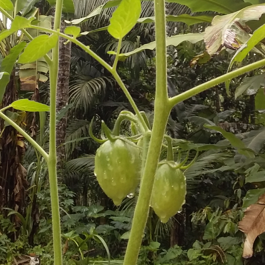 Memandangmu Adalah Sebuah Pelarian