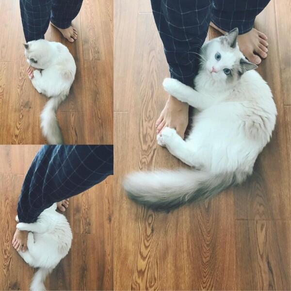 10 Potret Unyu Sherina Munaf Bersama Kucing-Kucingnya, Gemes!