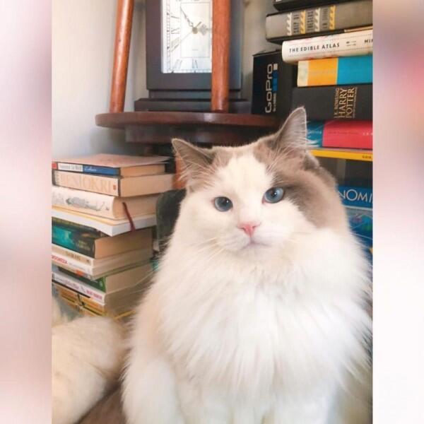 10 Potret Unyu Sherina Munaf Bersama Kucing-Kucingnya, Gemes!