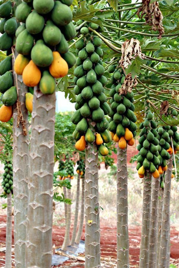 Tumbuh Subur dan Makmur di Tanah Bugis