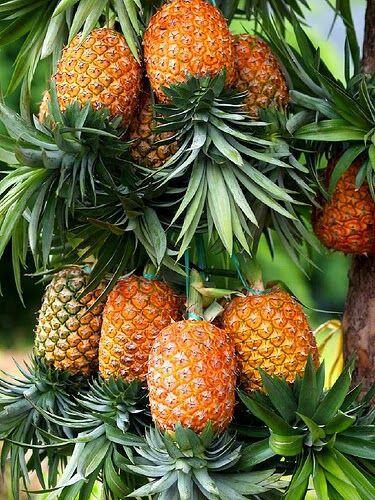 Tumbuh Subur dan Makmur di Tanah Bugis