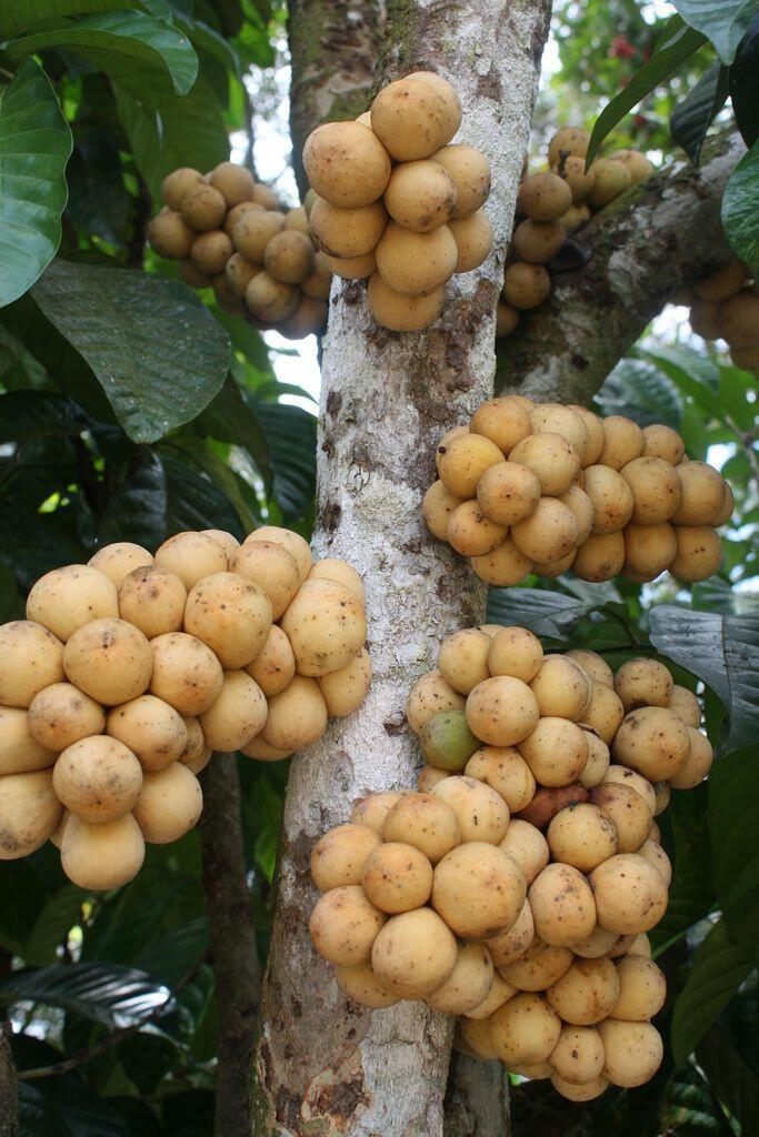 Tumbuh Subur dan Makmur di Tanah Bugis