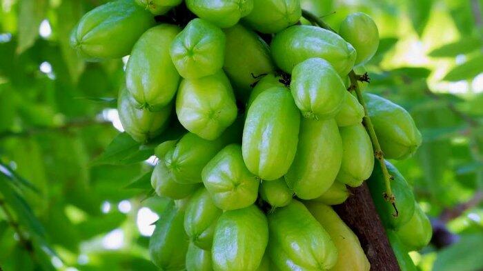 Belimbing Wuluh Bisa Digunakan Buat Menghilangkan Noda di Lantai