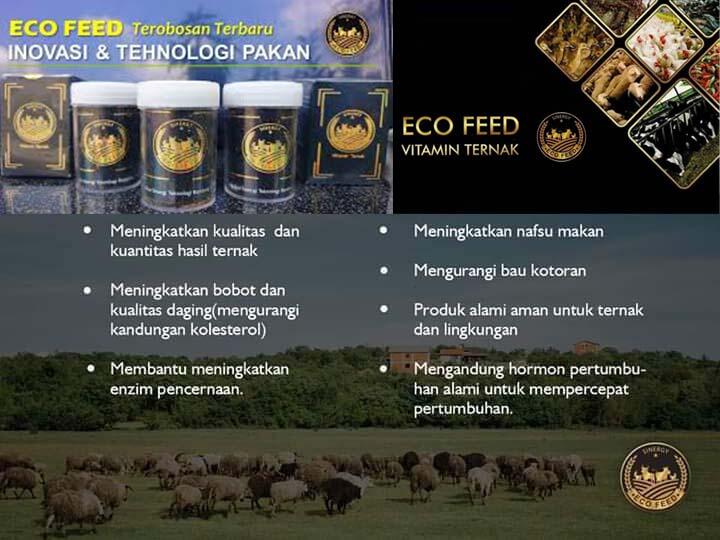 SINERGY WORLD - ECO, LVN 