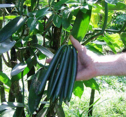 Mengapa Menjadi Pilihan Para Petani di Sinjai?