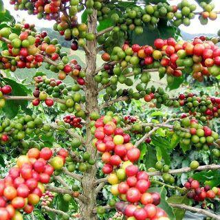 Mengapa Menjadi Pilihan Para Petani di Sinjai?