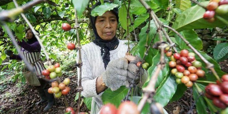 Mengapa Menjadi Pilihan Para Petani di Sinjai?