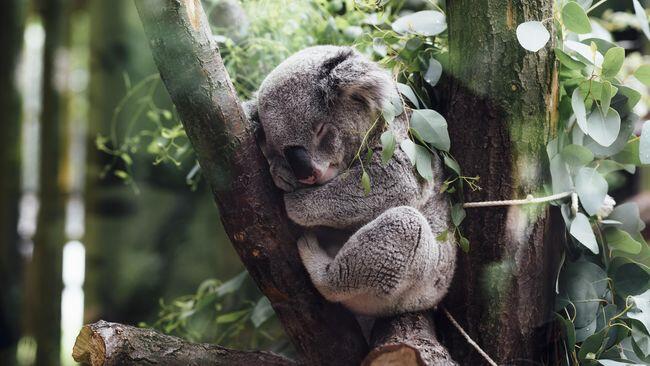 Sedih, hewan lucu ini terancam punah akibat kebakaran hutan australia