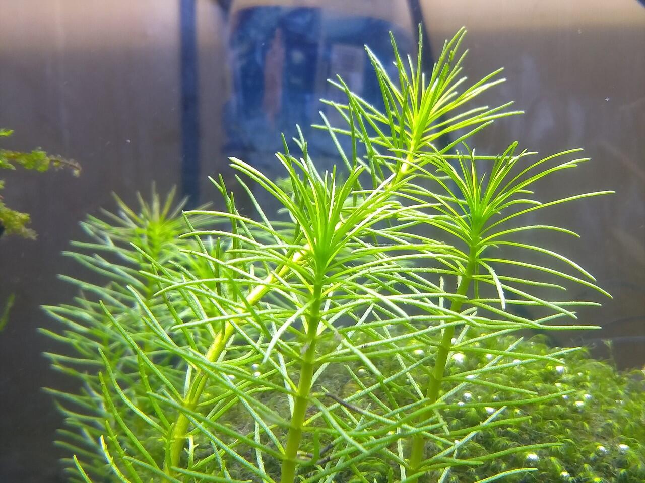 cara membuat aquascape sederhana pemula