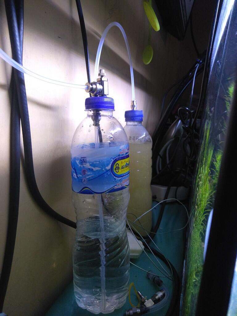 cara membuat aquascape sederhana pemula