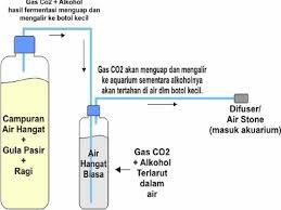 cara membuat aquascape sederhana pemula