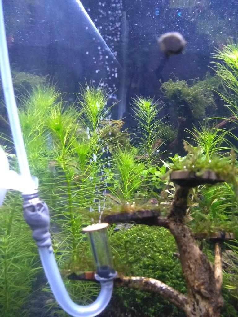 cara membuat aquascape sederhana pemula