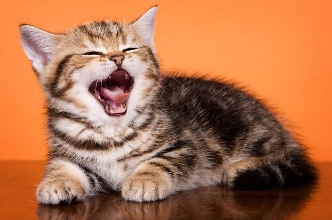 10 Cara Kucing Menyatakan Suka Atau Cinta Kepada Pemiliknya