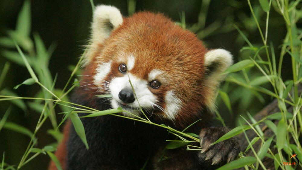 Panda merah, berikut fakta - fakta mengenai panda merah