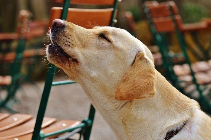 Jangan Salah! Kumis Anjing Ternyata Punya Fungsi yang Sangat Penting Loh!