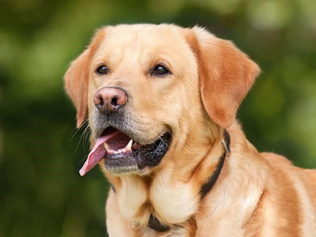 Jangan Salah! Kumis Anjing Ternyata Punya Fungsi yang Sangat Penting Loh!