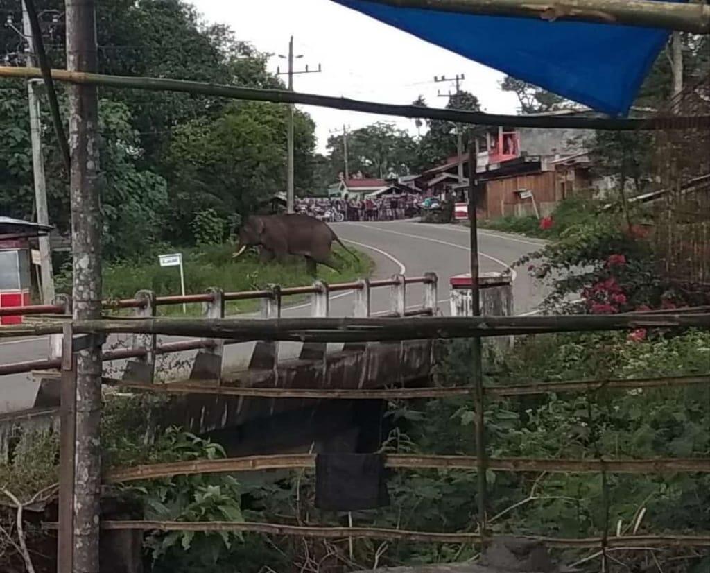Seekor Gajah Liar Melintas di Jalan Bireuen – Takengon