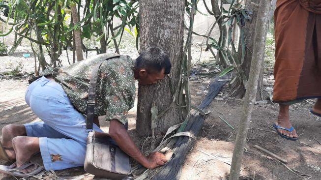 Berawal dari Mulut Anak SD, Pohon Menangis Viral hingga Diberi Garis Polisi
