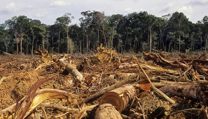 Sangat Mengkhawatirkan! 5 Negara Dengan Tingkat Kerusakan Hutan Terparah Di Dunia