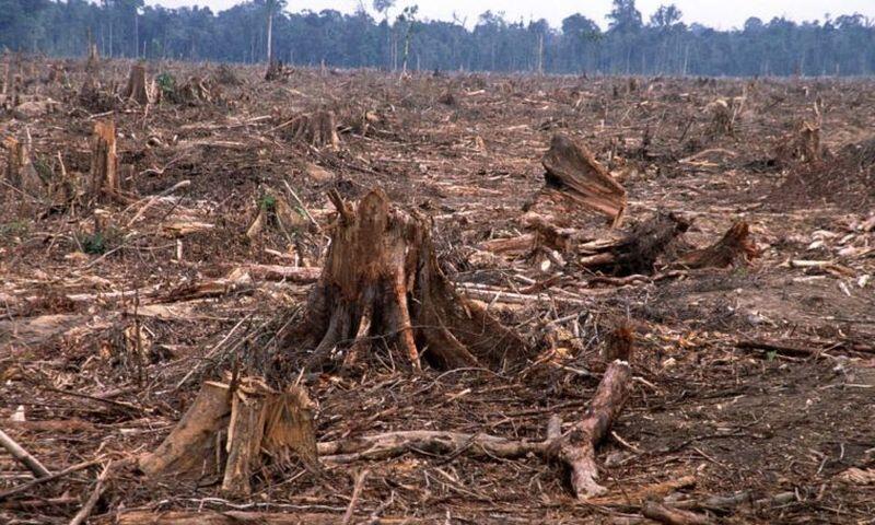 Sangat Mengkhawatirkan! 5 Negara Dengan Tingkat Kerusakan Hutan Terparah Di Dunia