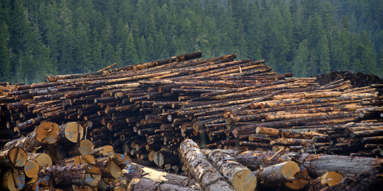 Sangat Mengkhawatirkan! 5 Negara Dengan Tingkat Kerusakan Hutan Terparah Di Dunia