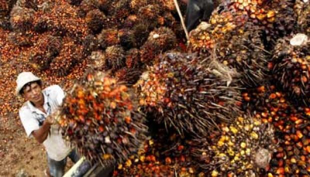 Borong Kapal Perang Perancis Demi Sawit