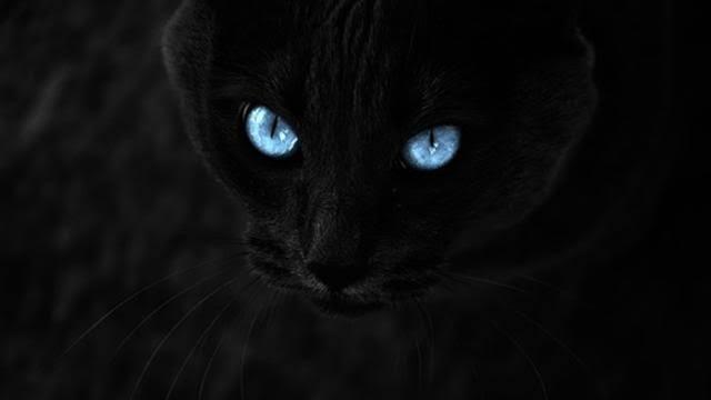 Mitos Kucing Hitam di Beberapa Tempat &amp; Negara