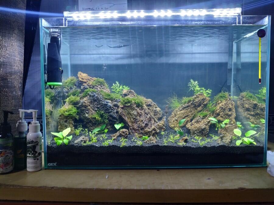 Aquascape iwagumi style newbie