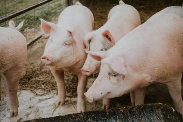 5 Jenis Daging Hewan Ini Dapat Menyebarkan Virus, Apa Saja?