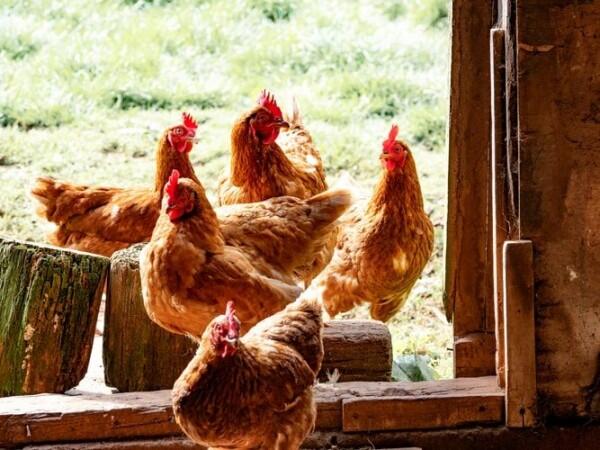 5 Jenis Daging Hewan Ini Dapat Menyebarkan Virus, Apa Saja?