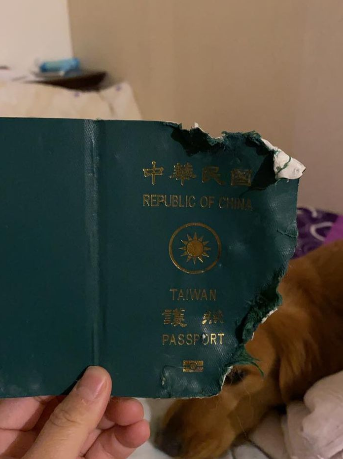 Berkat Anjing Peliharaan, Wanita Ini Bisa Terhindar Corona Virus