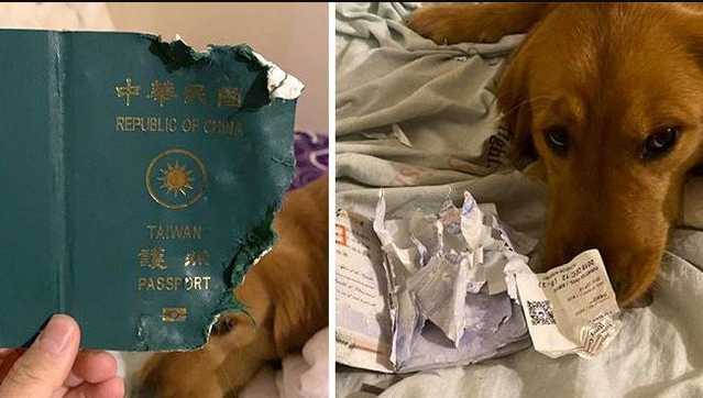Berkat Anjing Peliharaan, Wanita Ini Bisa Terhindar Corona Virus