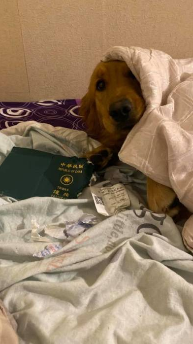 Berkat Anjing Peliharaan, Wanita Ini Bisa Terhindar Corona Virus