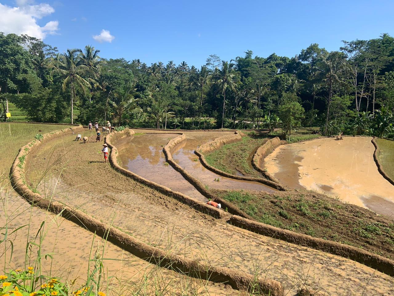 Mengunjungi Taman Bunga Pagoda di kali kedua
