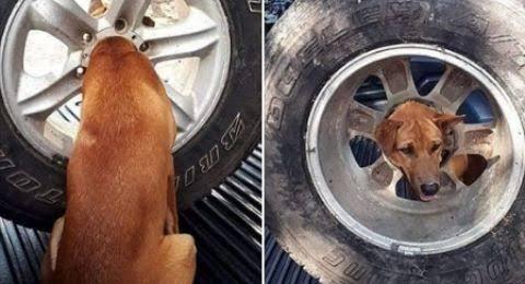 Tersangkut di Pelek, Potret Anjing Ini Bikin Serba Salah