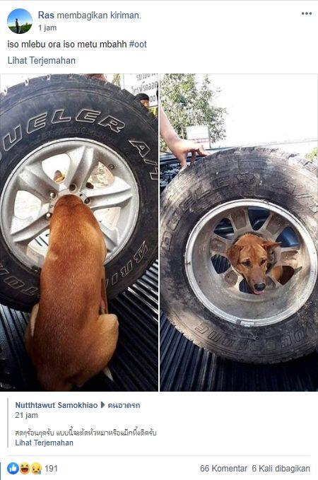 Tersangkut di Pelek, Potret Anjing Ini Bikin Serba Salah