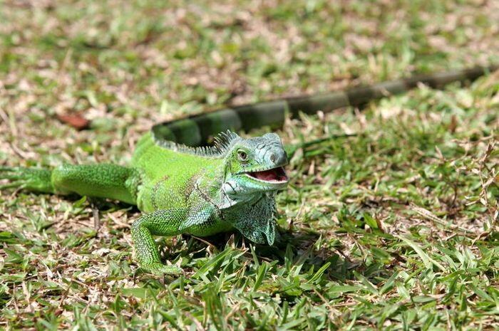 Tertarik Memelihara Iguana? Kenali Iguana Lebih Dalam Sebelum Memeliharanya Yuk!