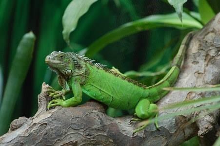 Tertarik Memelihara Iguana? Kenali Iguana Lebih Dalam Sebelum Memeliharanya Yuk!