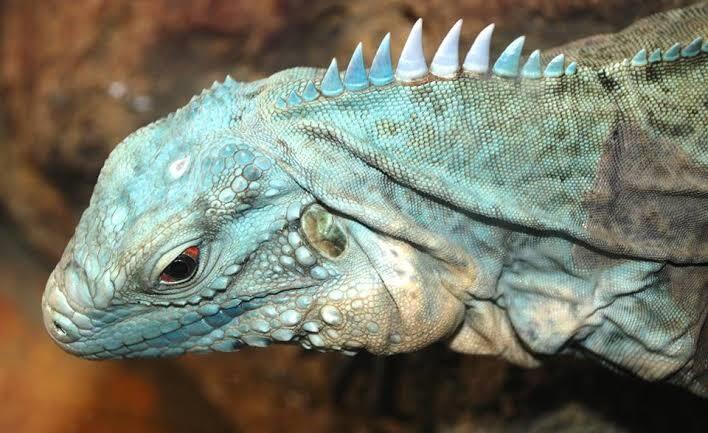 Tertarik Memelihara Iguana? Kenali Iguana Lebih Dalam Sebelum Memeliharanya Yuk!