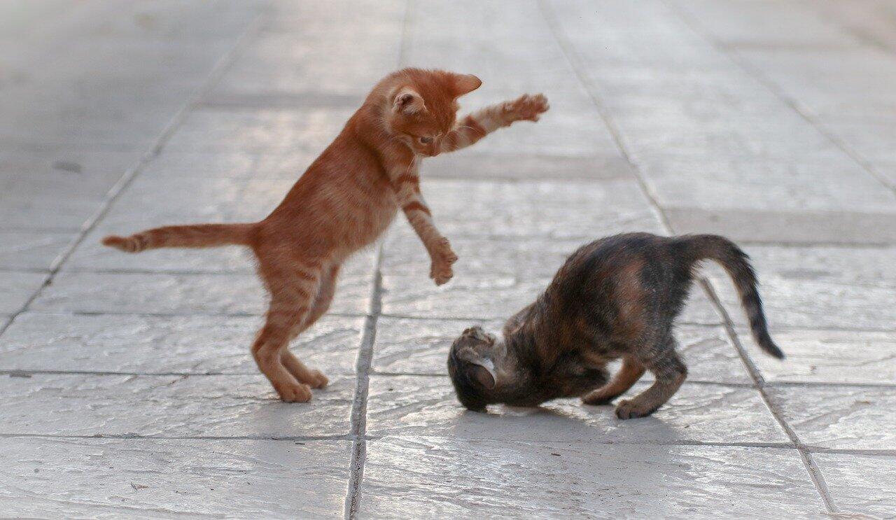 4 Alasan Kenapa Kucing Mengikuti Pemiliknya