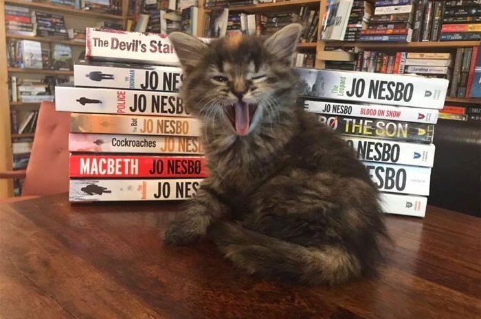 Otis & Clementine’s Books and Coffee, Toko Buku yang Dipenuhi dengan Anak Kucing!