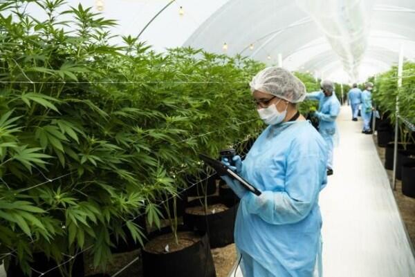 Melegalkan Ganja dan Dapat Laptop Gratis, Ini 7 Fakta Unik Uruguay